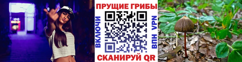 Галлюциногенные грибы Psilocybine cubensis  Купить где  Собинка 